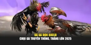 Đá Gà Đòn 88CLB – Chọi Gà Truyền Thống, Thắng Lớn 2025