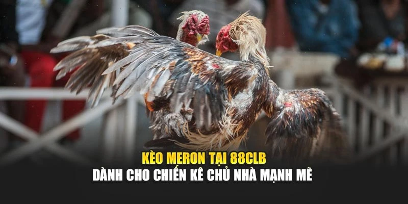 Kèo Meron tại 88CLB dành cho chiến kê chủ nhà mạnh mẽ
