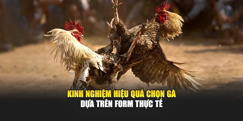 Kinh nghiệm hiệu quả chọn gà dựa trên form thực tế
