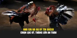 Nhà Cái Đá Gà Uy Tín 88CLB – Chọn Lọc Kỹ, Thắng Lớn An Toàn