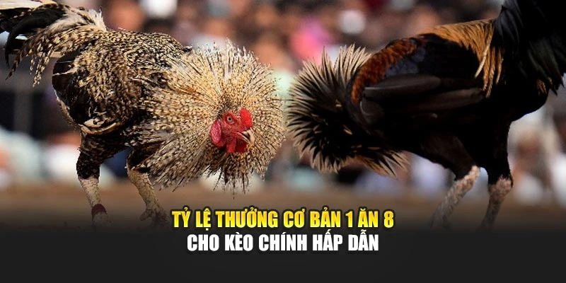 Tỷ lệ thưởng cơ bản 1 ăn 8 cho kèo chính hấp dẫn